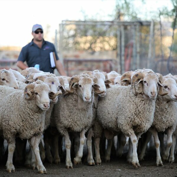 Élevage fermes fermier troupeaux moutons laine fil l Segard Masurel