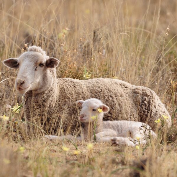 Élevage fermes troupeaux moutons fil de laine l Segard Masurel