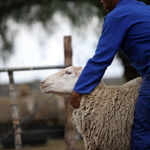 Élevage fermes troupeaux moutons laine l Segard Masurel