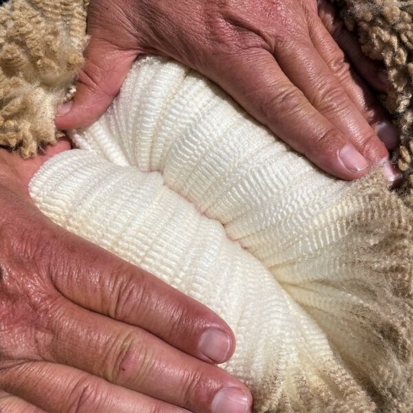 Laine fil mouton l Segard Masurel