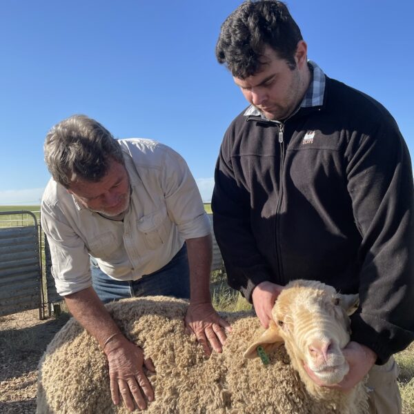 Producteurs de laine éleveur mouton l Segard Masurel