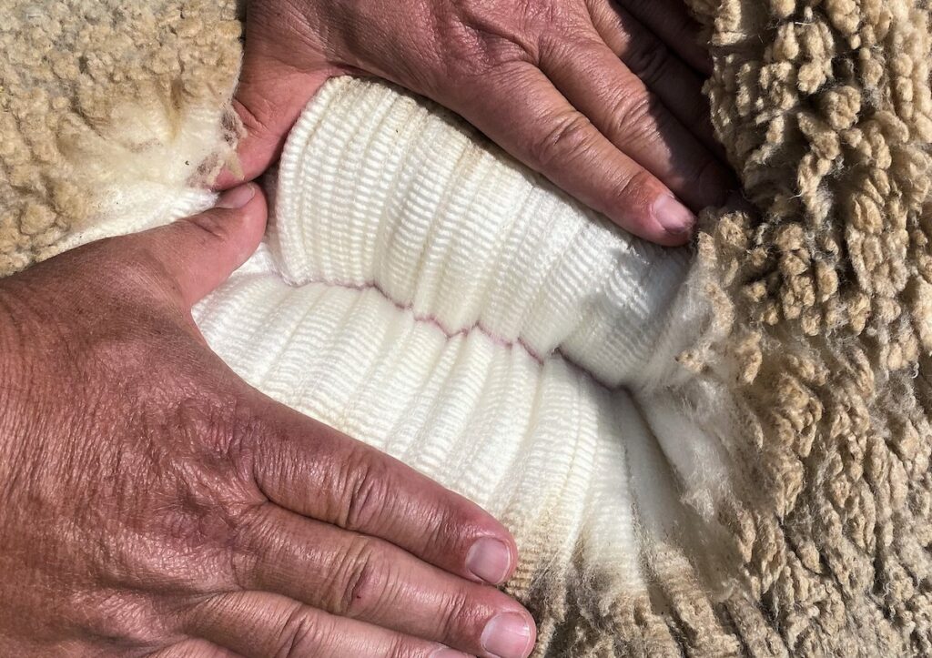 Production de laine l Segard Masurel