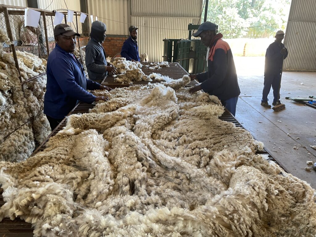 Ramassage de laine l Segard Masurel