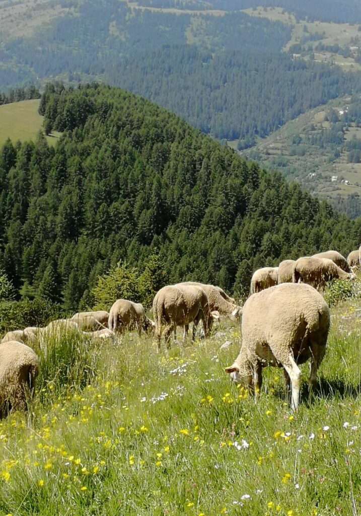 Segard Masurel laine française - french wool