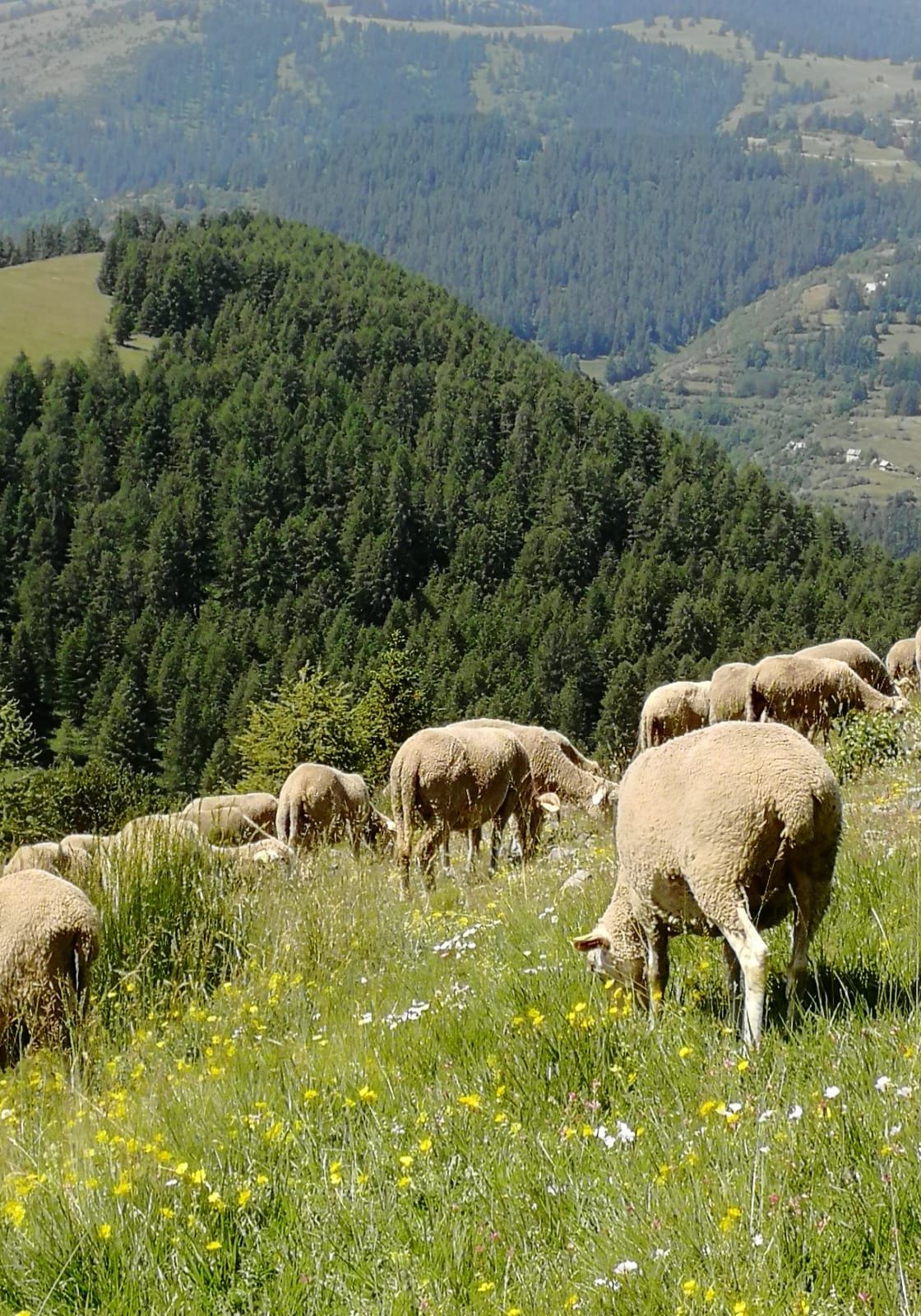 Segard Masurel laine française