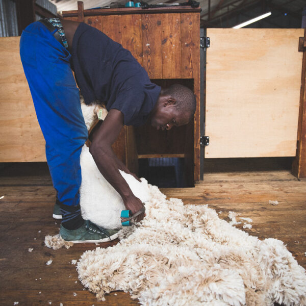 Segard Masurel sheep shearing