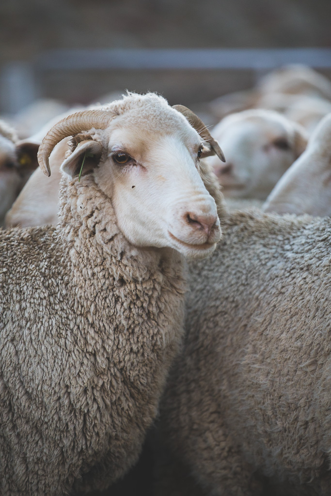 Segard Masurel sheep shearing