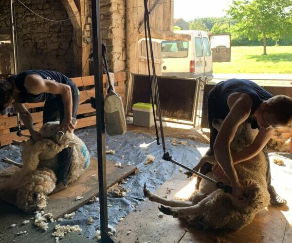 Segard Masurel.Sheep shearing