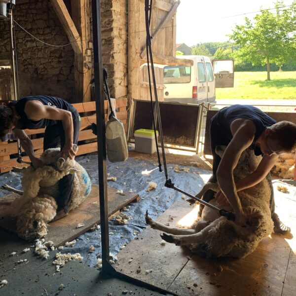 Segard Masurel.Sheep shearing