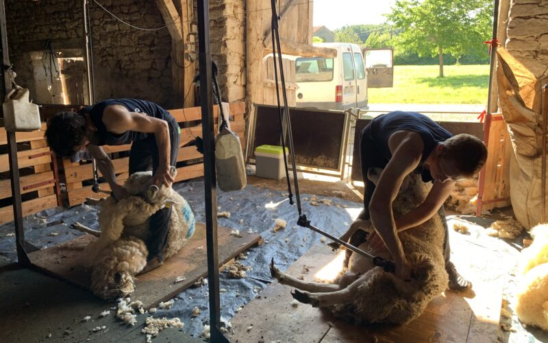 Tonte des moutons l Segard Masurel