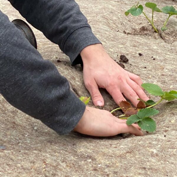 Utilisations de la laine de mouton paillage nature l Segard Masurel