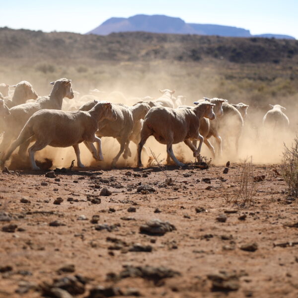 Troupeaux élevage mouton laine l Segard Masurel