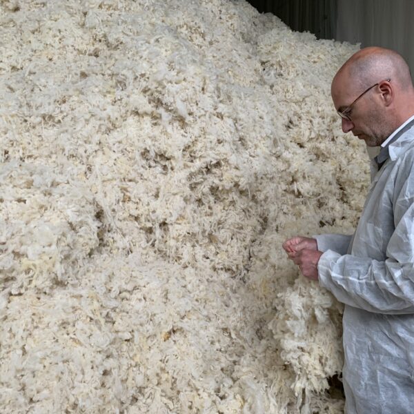 Segard Masurel. collecting wool