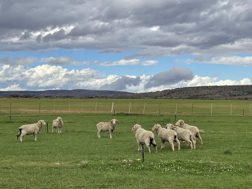 laine de mouton