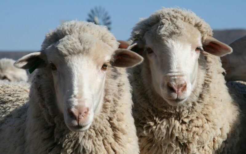 merino wool