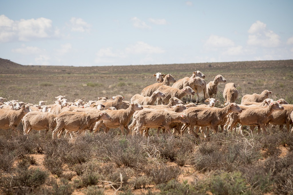 Segard pratiques régénératrices