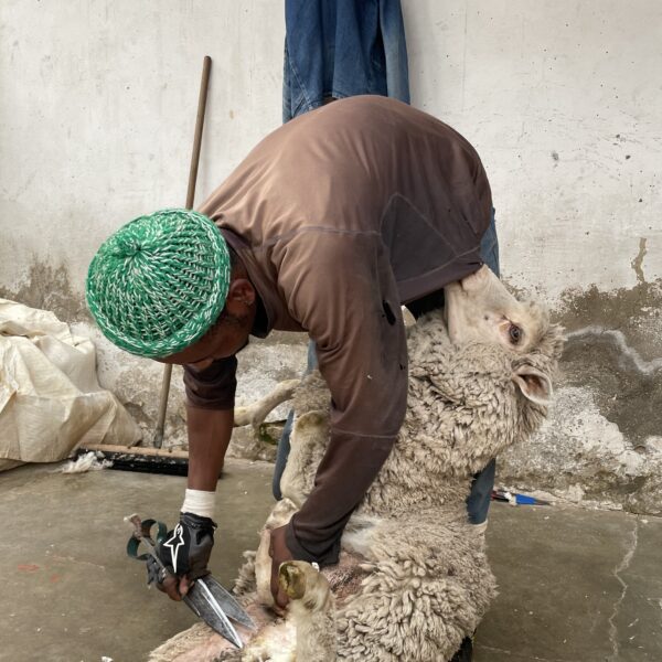 sheep shearing 2