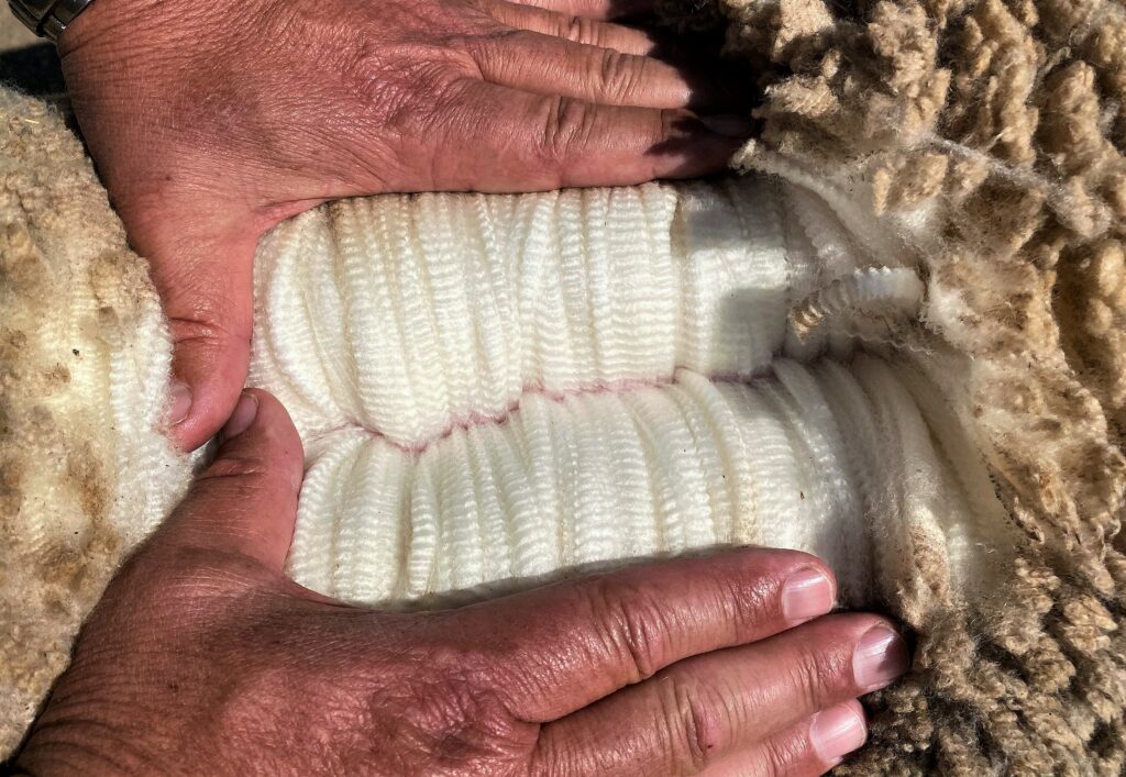 tracabilité de la laine Segard Masurel