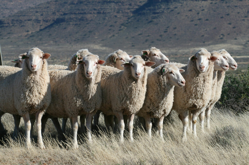 Moutons laine l Segard Masurel