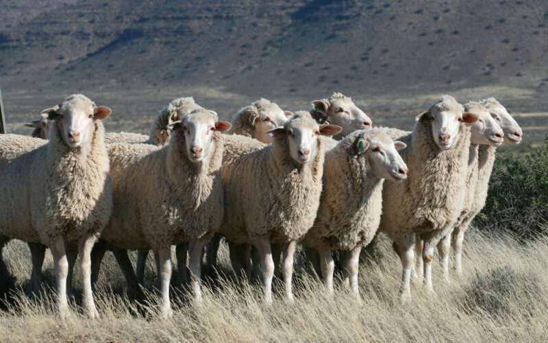 Moutons laine mérinos l Segard Masurel