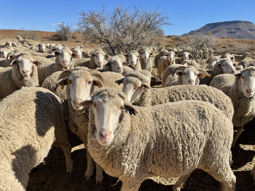 wool traceability. Segard Masurel