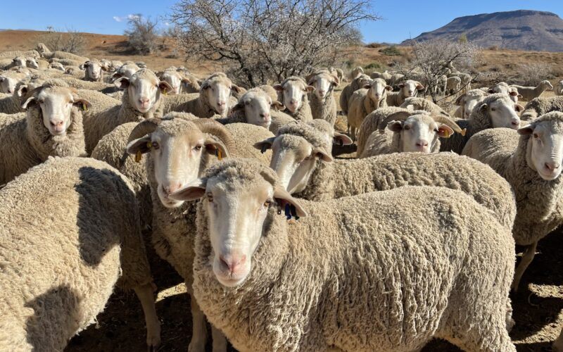 wool traceability. Segard Masurel